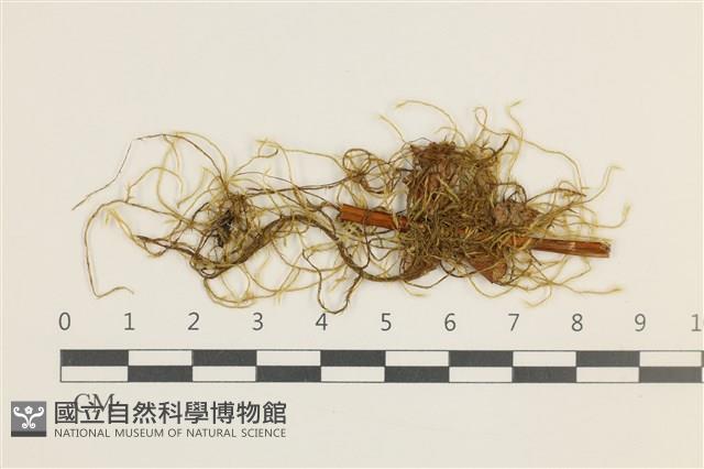 登錄號:B00011952藏品圖，第1張