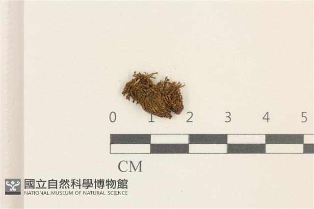 登錄號:B00008852藏品圖，第1張