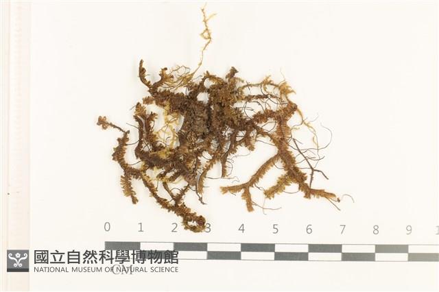 登錄號:B00019852藏品圖，第1張