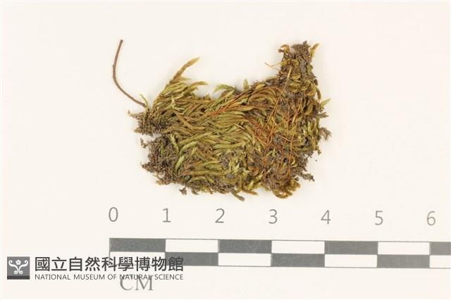 登錄號:B00015852藏品圖，第1張