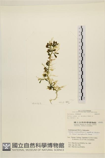 登錄號:A00001852藏品圖，第1張