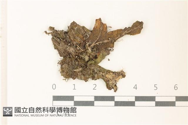 蛇苔藏品圖，第1張