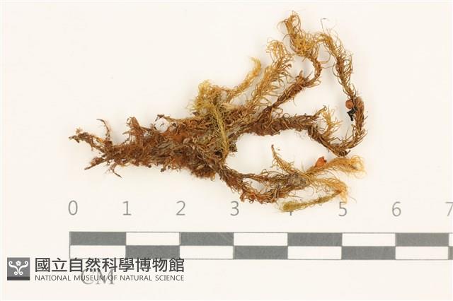 登錄號:B00000852藏品圖，第1張