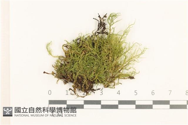 燕尾蘚藏品圖，第1張