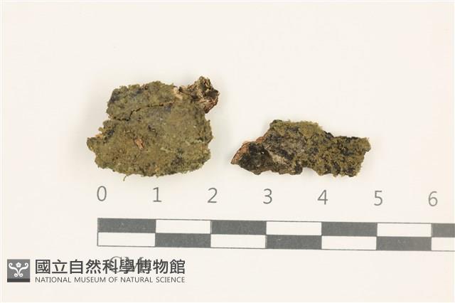 闊瓣疣鱗苔藏品圖，第1張