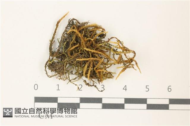 登錄號:B00003222藏品圖，第1張