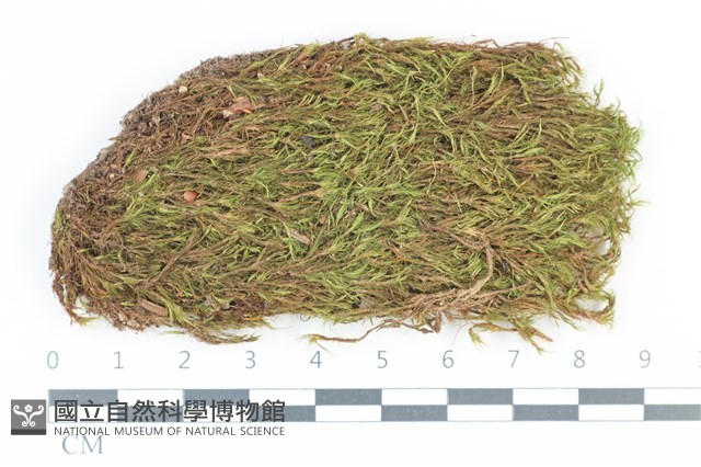 粗毛青毛蘚藏品圖，第1張