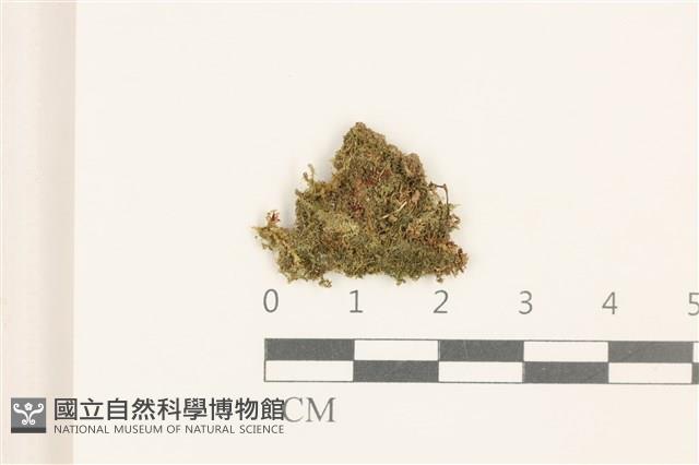 刺葉護蒴苔藏品圖，第1張
