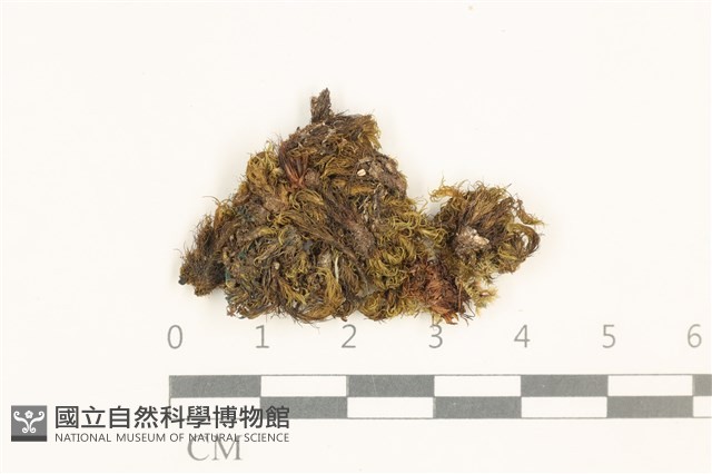劍葉花葉蘚藏品圖，第1張