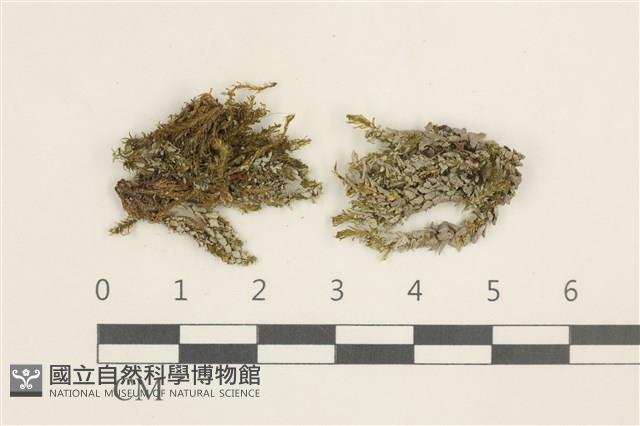 登錄號:B00017922藏品圖，第1張