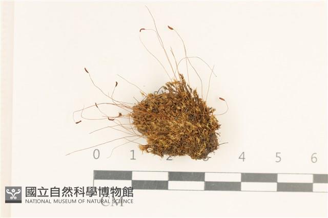 角齒蘚藏品圖，第1張