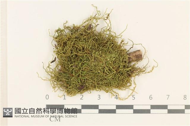 燕尾蘚藏品圖，第1張