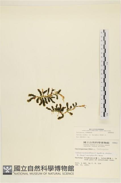 登錄號:A00000822藏品圖，第3張