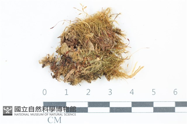 青毛苔藏品圖，第1張