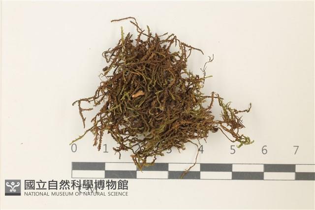 皺葉牛舌蘚藏品圖，第1張