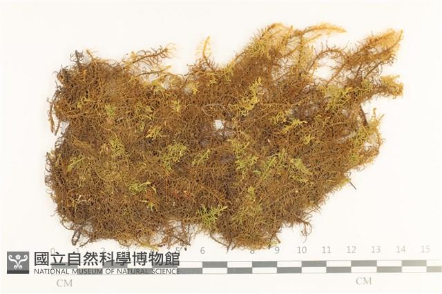 毛羽蘚藏品圖，第1張