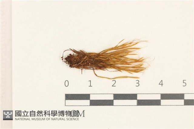 登錄號:B00021272藏品圖，第1張