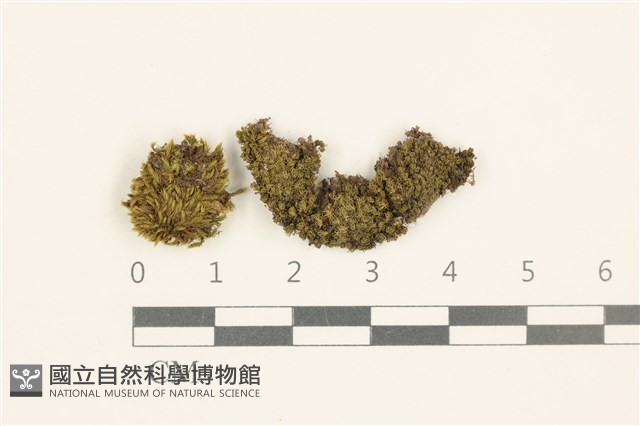 登錄號:B00014072藏品圖，第1張