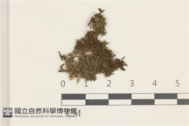 毛擬叉苔藏品圖，第1張