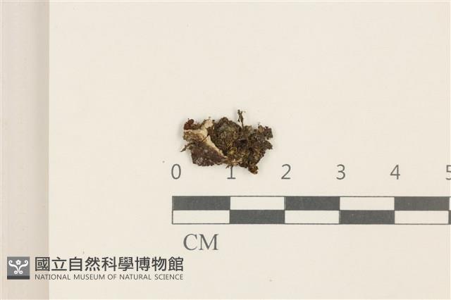 細花葉蘚藏品圖，第1張