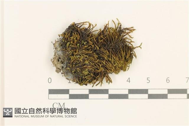 館號:B00019972藏品圖，第1張