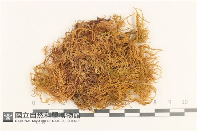 登錄號:B00016972藏品圖，第1張
