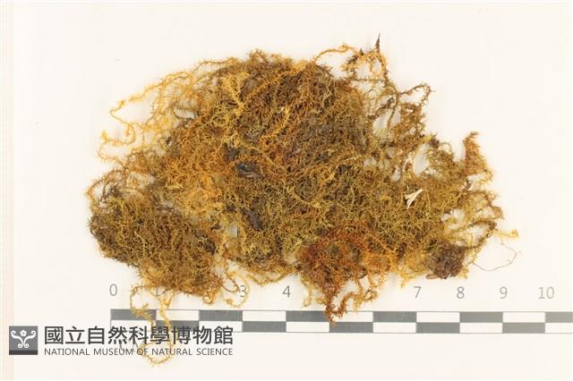 登錄號:B00004872藏品圖，第1張