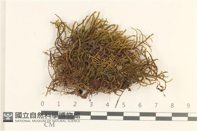 登錄號:B00011872藏品圖，第1張