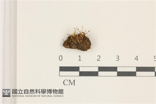 擬昂氏蘚藏品圖，第1張