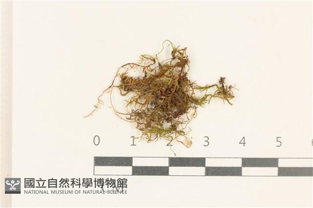 擬毛尖麻羽蘚藏品圖，第1張