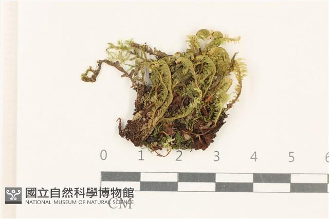 登錄號:B00020372藏品圖，第1張