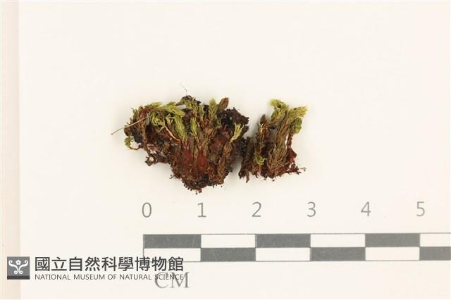 登錄號:B00020212藏品圖，第1張
