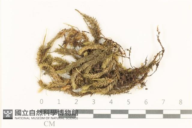 館號:B00001012藏品圖，第1張