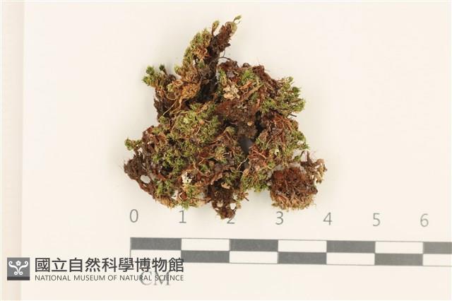 那霸短月蘚藏品圖，第1張