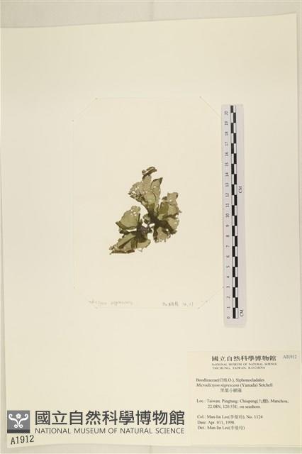 黑葉小網藻藏品圖，第3張