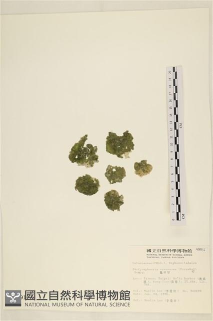 網球藻藏品圖，第1張