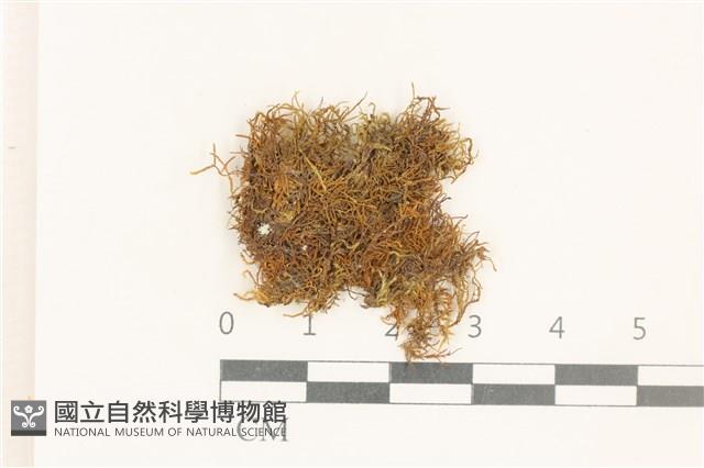 登錄號:B00002812藏品圖，第1張