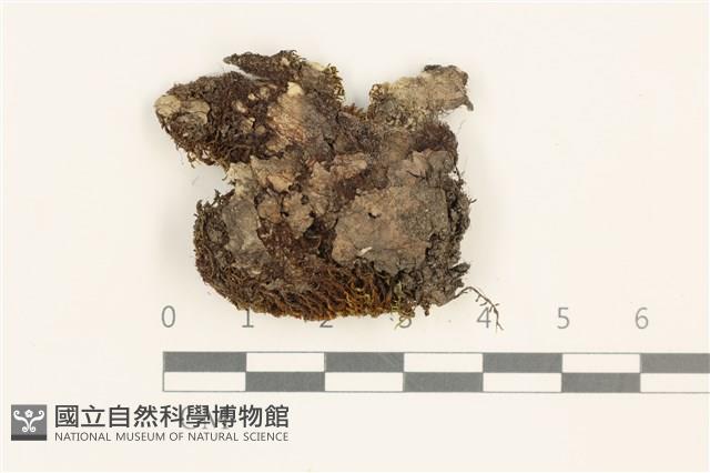 登錄號:B00015812藏品圖，第1張