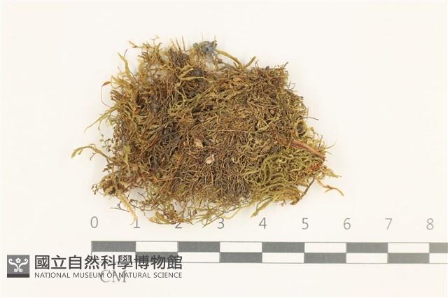 仰葉青蘚藏品圖，第1張