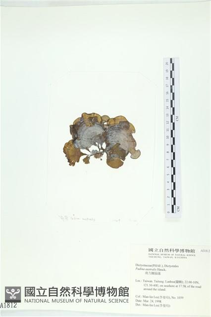 南方團扇藻藏品圖，第3張