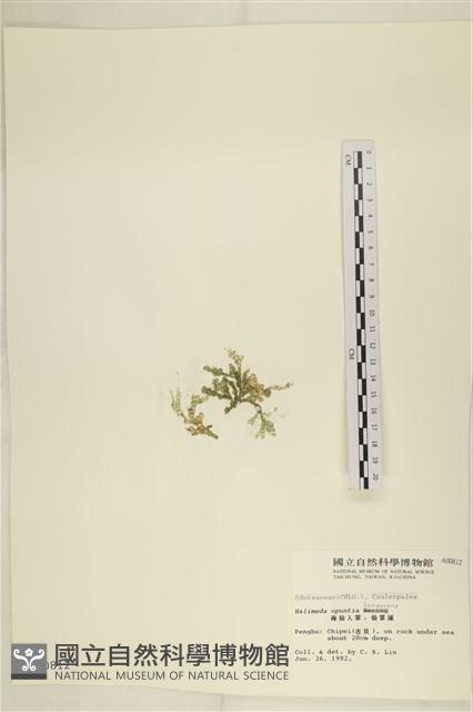 仙掌藻, 海仙人掌藏品圖，第3張