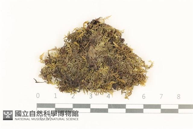 粗齒雉尾蘚藏品圖，第1張