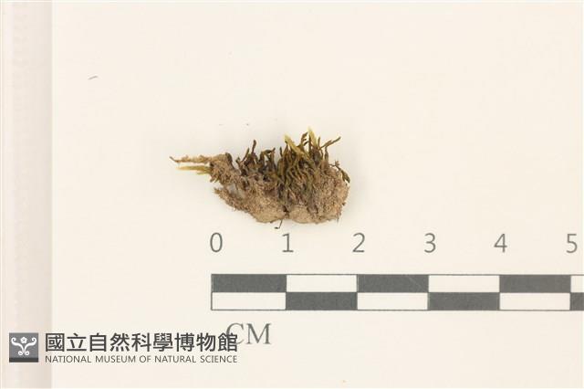 登錄號:B00013092藏品圖，第1張