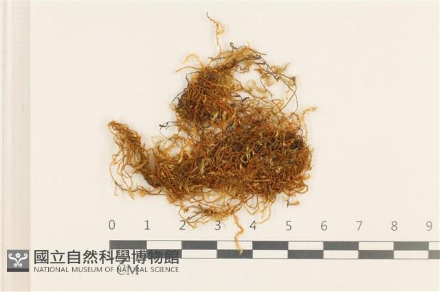 四川懸蘚藏品圖，第1張