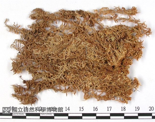 銹色泥炭蘚藏品圖，第1張