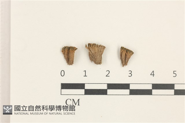 登錄號:B00010492藏品圖，第1張