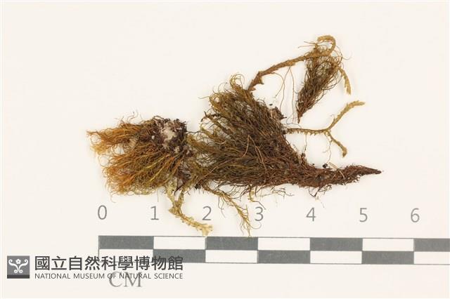 齒邊花葉蘚藏品圖，第1張