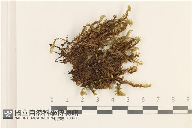 登錄號:B00010992藏品圖，第1張