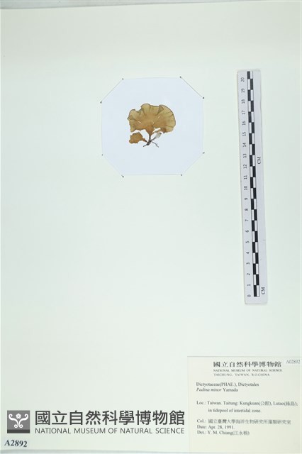 小團扇藻藏品圖，第3張