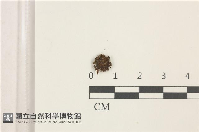 印度扭口蘚藏品圖，第1張